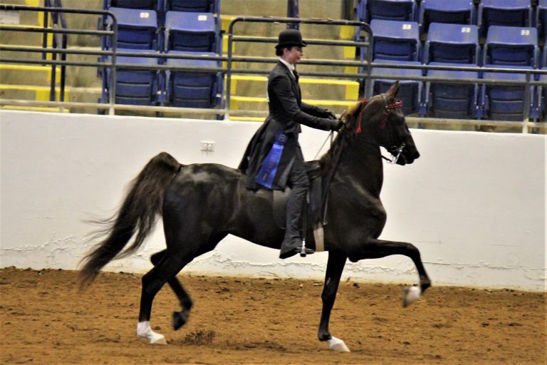 Bonnie Blue UPHA National 2024 Virginia Horse Center Foundation