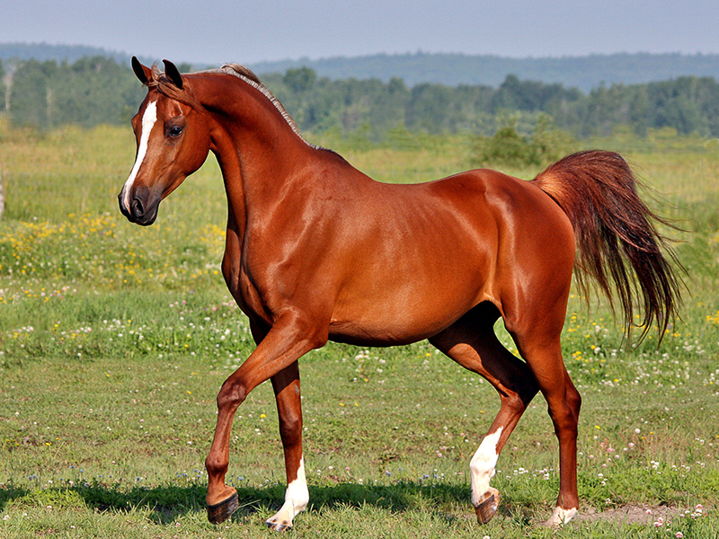 The Arabian breed is a compact, relatively small horse with a small head, protruding eyes, wide nostrils, marked withers, and a short back. It usually has only 23 vertebrae, while 24 is the usual number for other breeds.