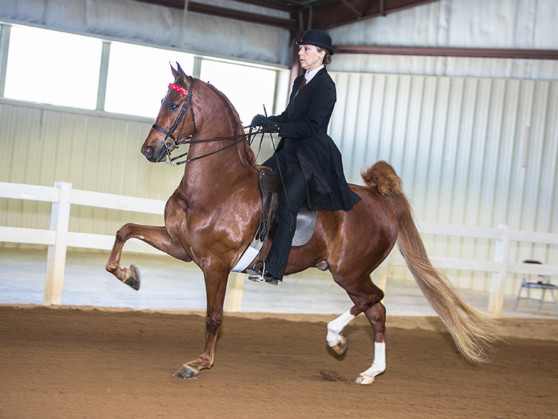 Saddlebred